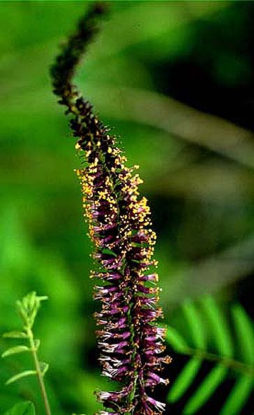 Ruellia66