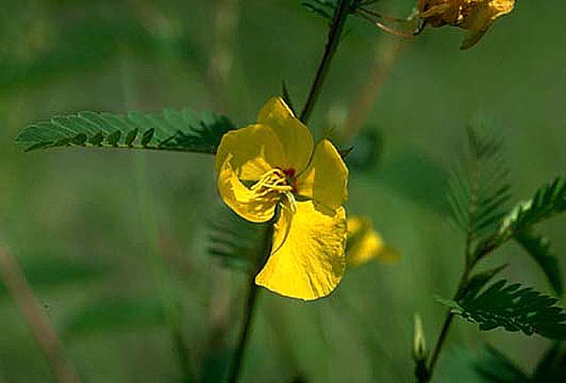 Ruellia66