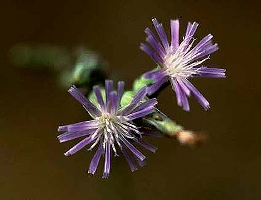Ruellia66