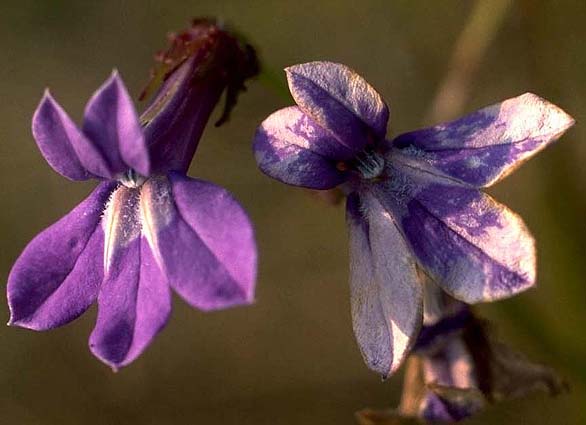 Ruellia66