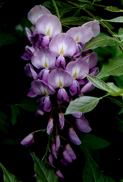 Ruellia66