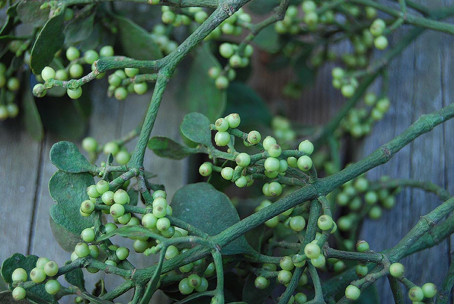 Mistletoe is celebrated in